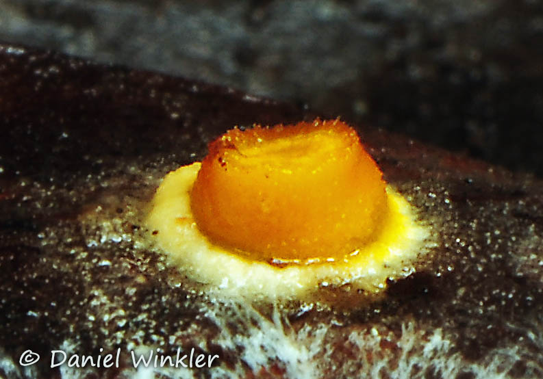 Cordyceps found in Colombia in April 2015 | Mushroaming - Daniel